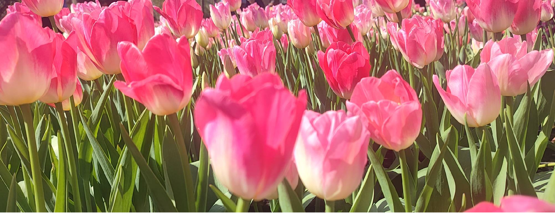 Spring's Eternal Promise, Youth's Radiant Spirit: Celebrating Women's Brilliance on International Women's Day!